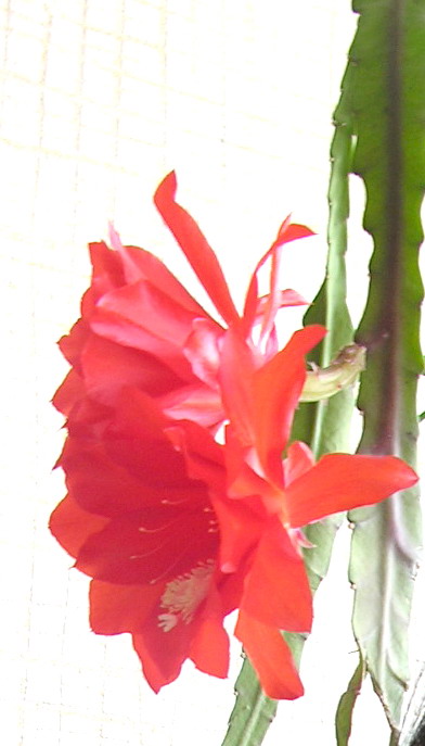 DSCN1294.jpg