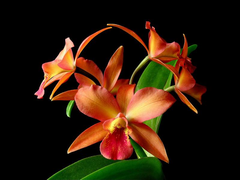 C_Orchid_Glade.jpg