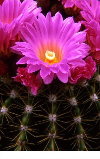 Cactus_20Flower1.JPG