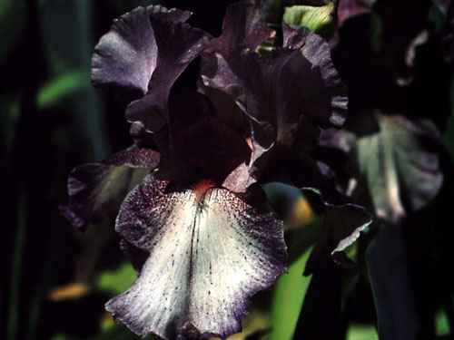 iris_patterns.jpg