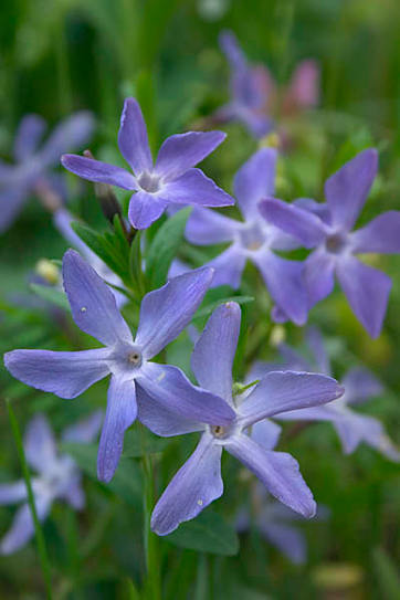 flowers_009.jpg