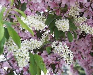 flowers.jpg