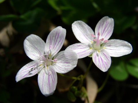 2004_Spring_flowers.jpg