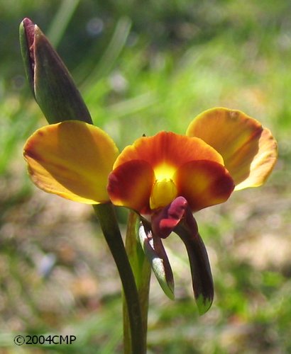 Donkey_20Orchid_207.jpg