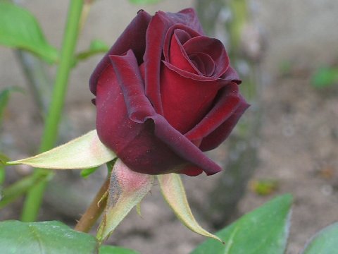 black_roze.jpg