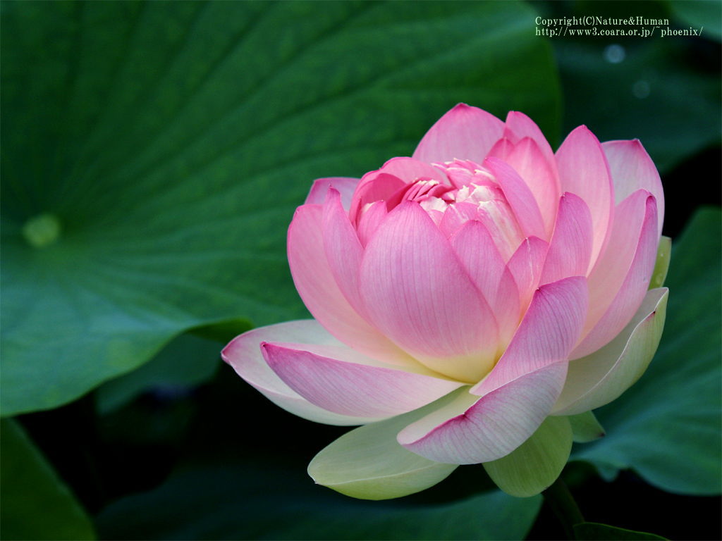 lotus_1024.jpg