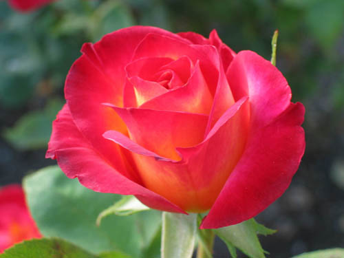 rose_202.jpg