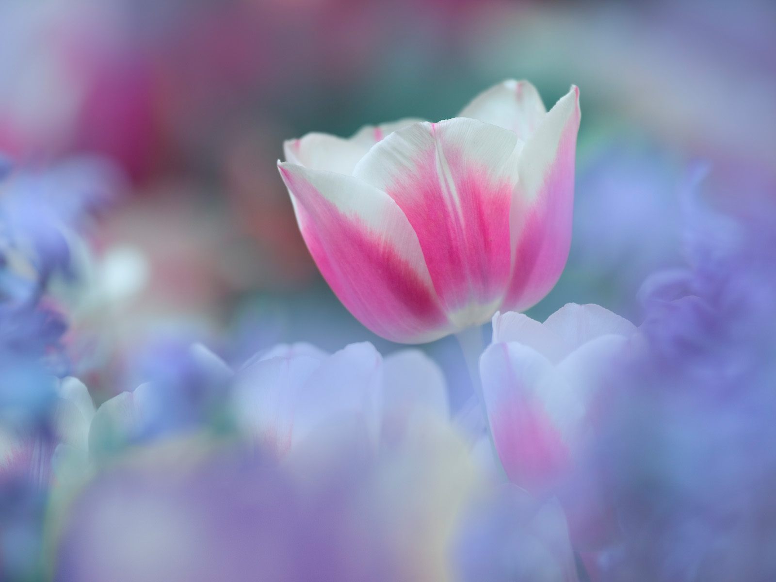 Spring_Beauty.jpg