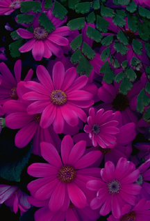 PH02975J.JPG