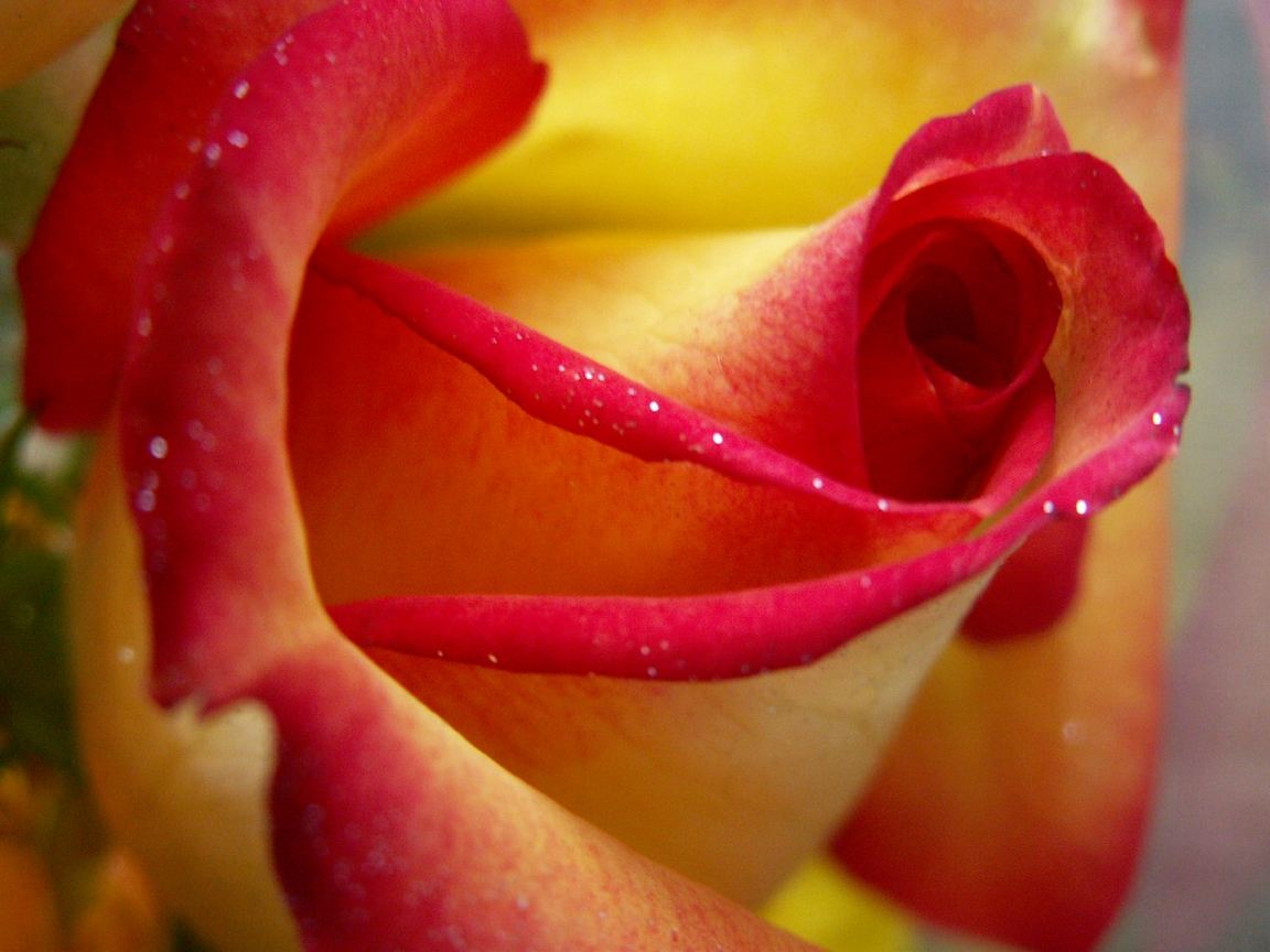 yellow_red_rose_1152.jpg
