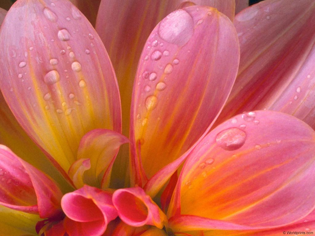 flowers_005.jpg