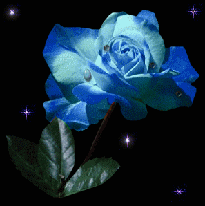 HR_RainBluRose.gif