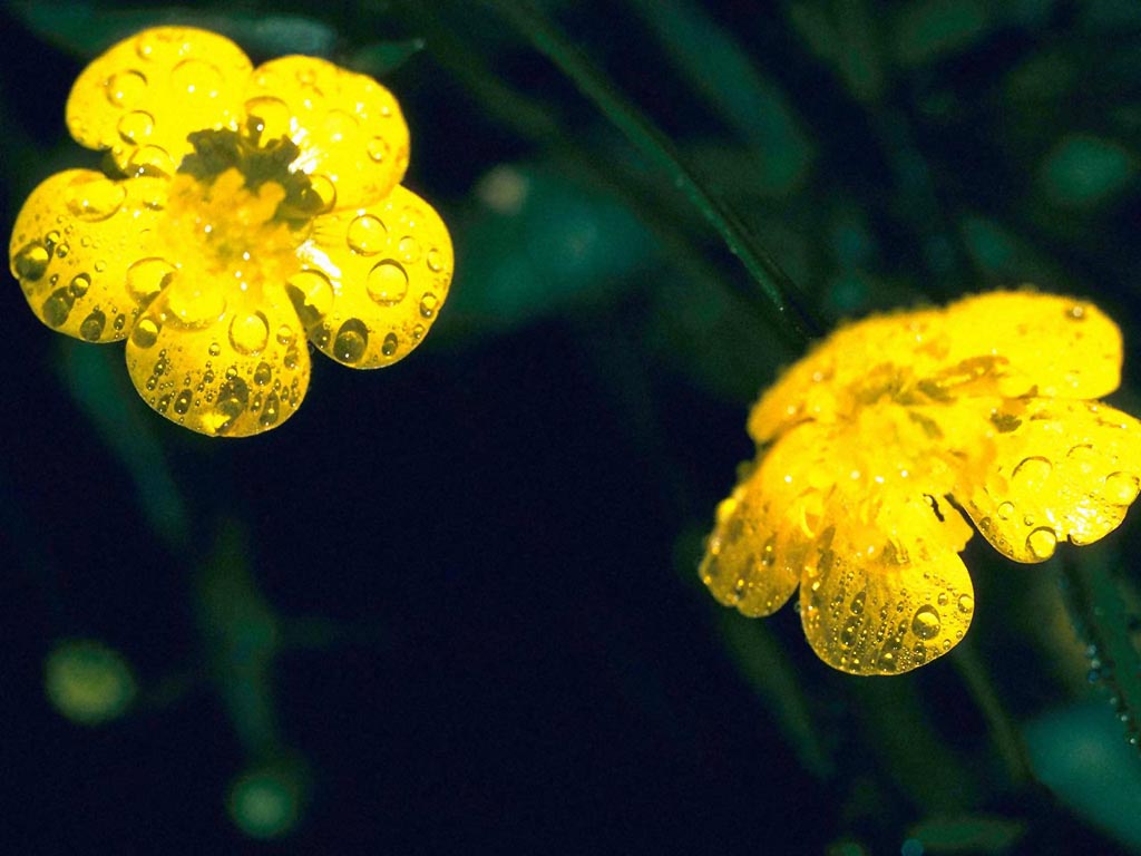 flowers_008.jpg