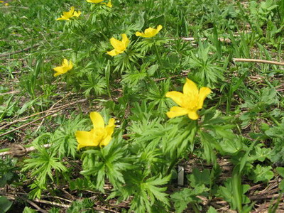 Picture_165.jpg