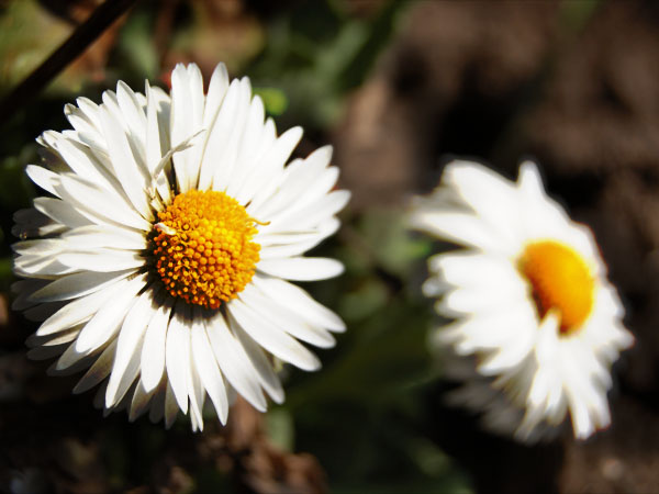 20060510070101_photoblog_dark_daisies.jpg