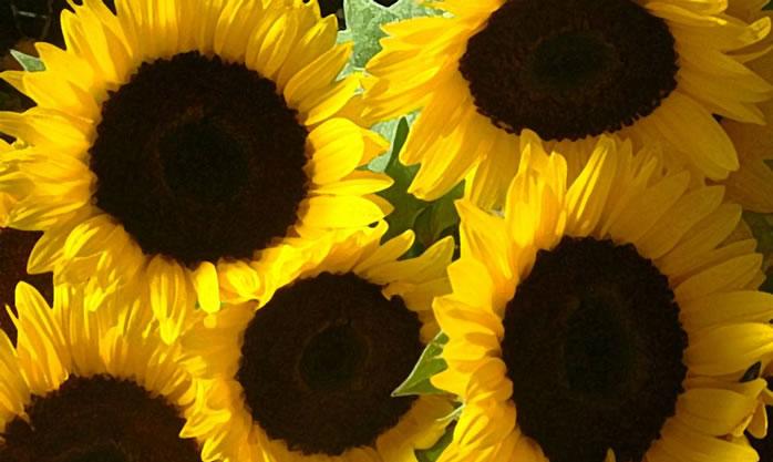 sunflower_bouquet.jpg