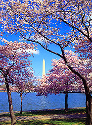 cherry_blossoms.jpg