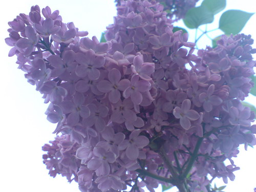 DSC02018.jpg