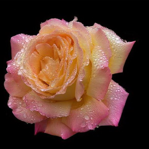 rose.jpg