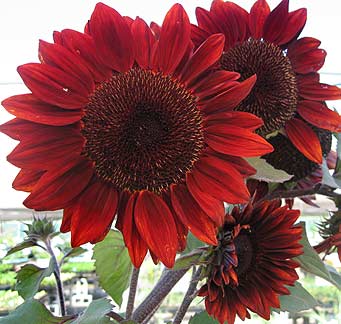 sunflower_moulin_rouge_new.jpg