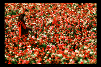 Little_Red_Riding_Hood_by_gilad.gif