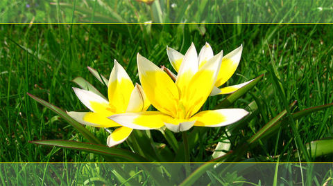 blume.jpg