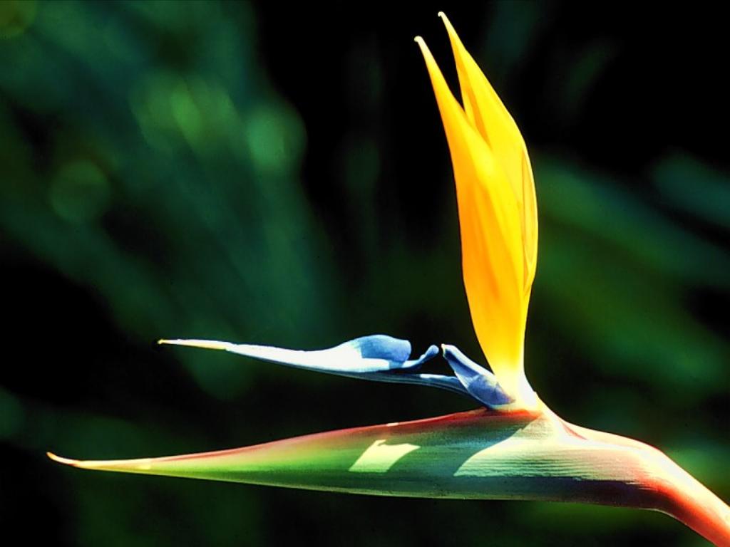 flowers_017.jpg