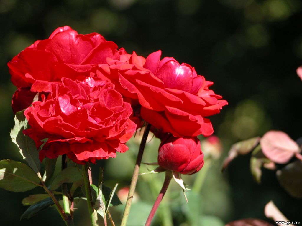 gee_ru_14940.jpg