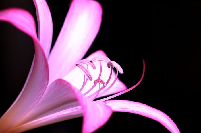 6397_tn_pink_20flower.jpg