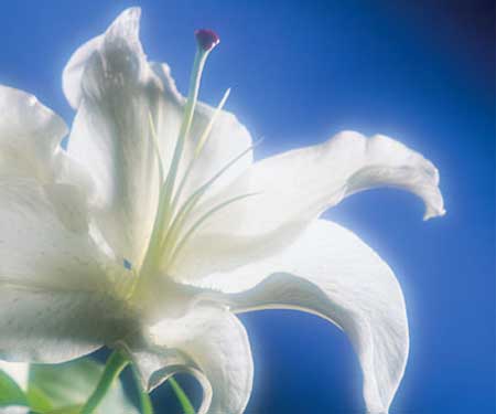 funeral_flowers.jpg