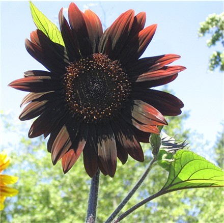 Chocolate_Sunflower_4.jpg
