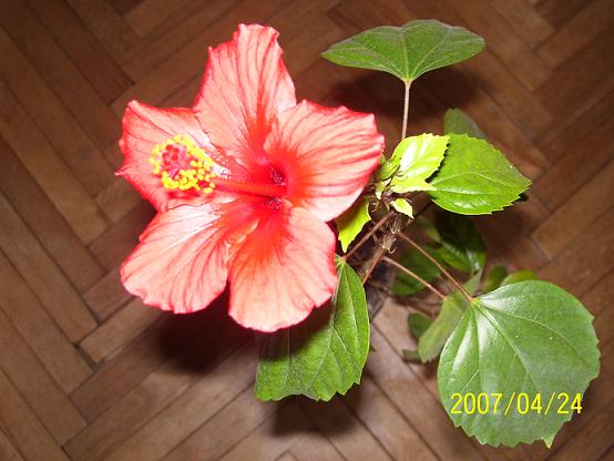 Picture_036.jpg