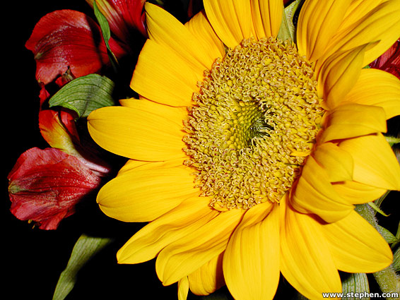 sunflower2.jpg