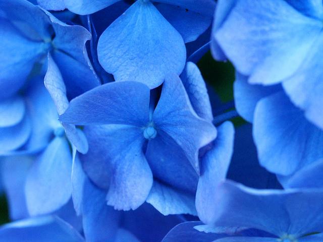 blue_flowers.jpg