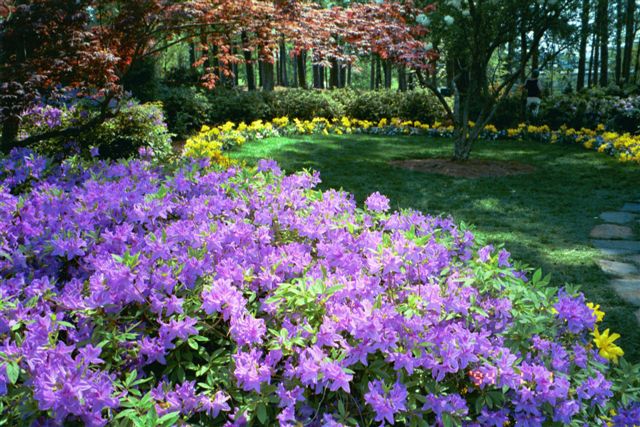 flowers_Raleigh.jpg
