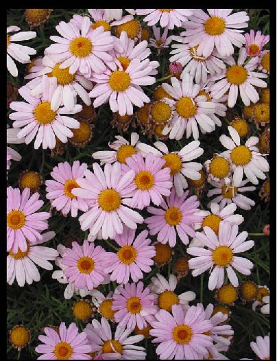 cd012_pink_flowers.jpg