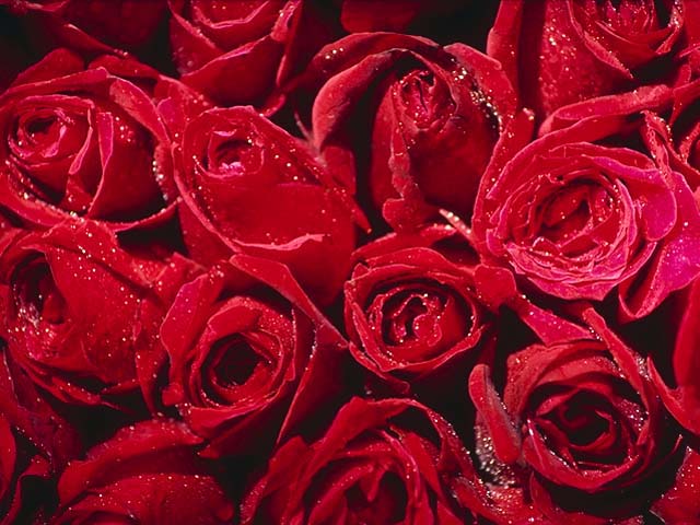 ROSES3.jpg