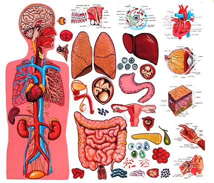 HumanBody.jpg