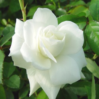 rosa_climbing_iceberg.jpg