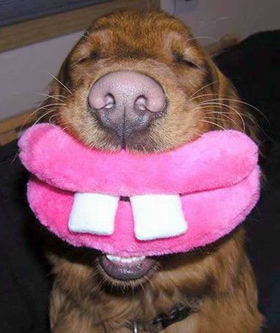 funny_dog__640x480_.jpg
