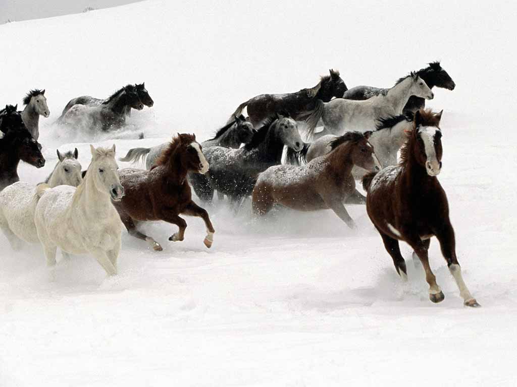 horses_snow.jpg