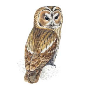 tawny_20owl_300_tcm9_142525.jpg