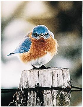 mad_bluebird_large.jpg