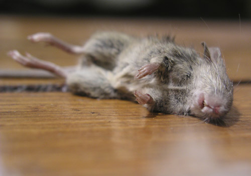 deadmouse04.jpg