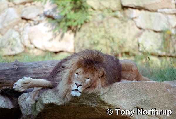 he_lion_bored2.jpg