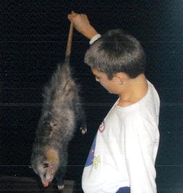 wildlife_possum.jpg