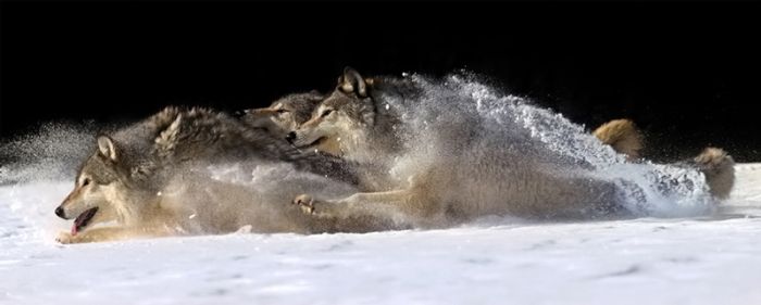 wild_nature_01.jpg