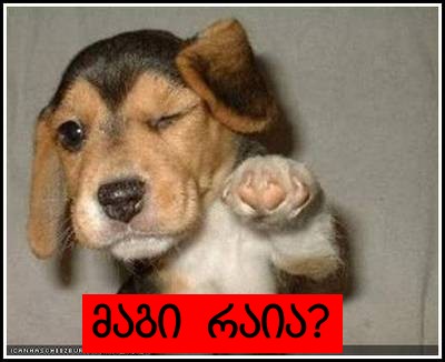 loldog_funny_pictures_you_got_it_babe.jpg