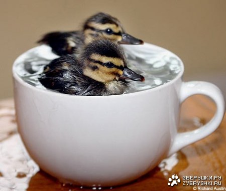 1190145666_cup.jpg
