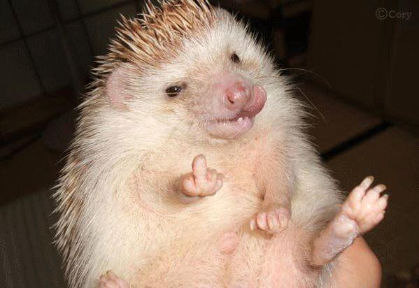 1162279750_porcupine_middle_finger_photo.jpg